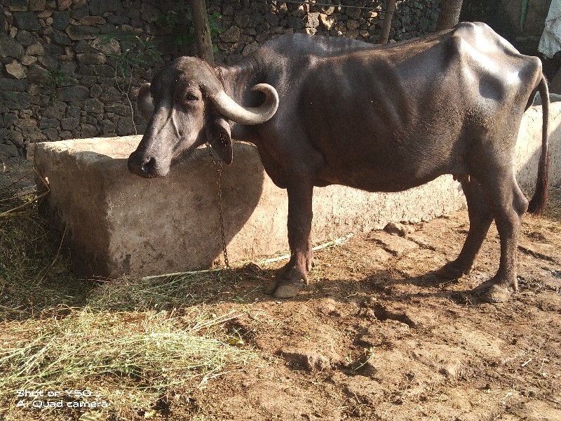 ભેંસ વેચવાની છે