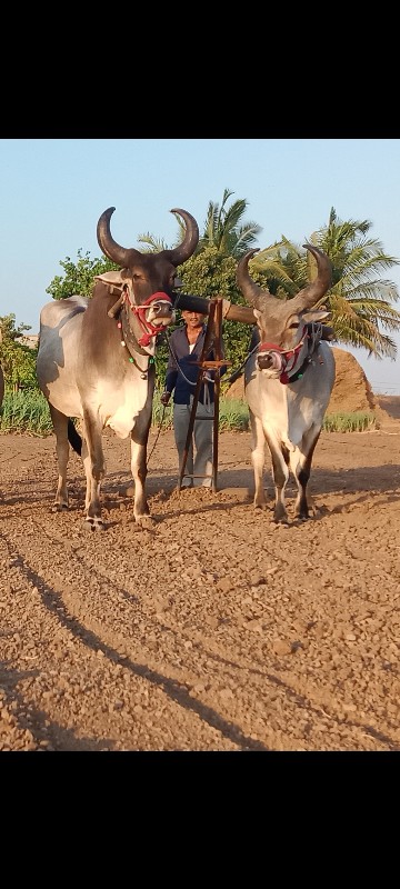 આ બળદ વેચવાના છ...