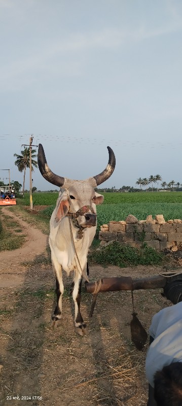 બળદ વેચવા ના છે