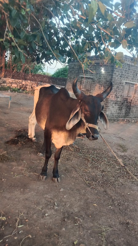 ગોધલો વેચવાનો છ...