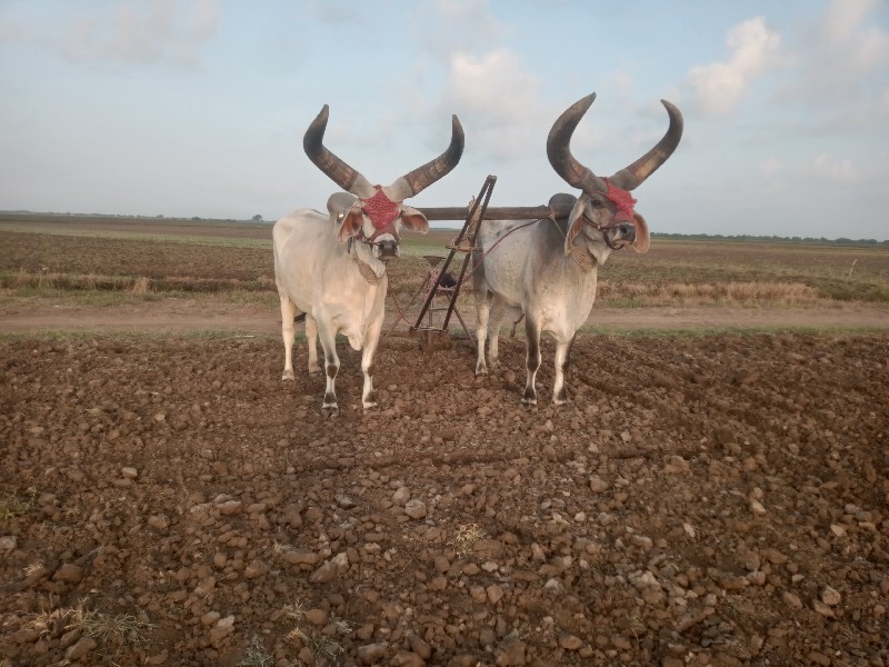 બરધ વેશવા ના છે