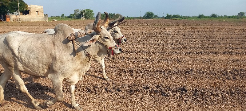 બળદ વેસવા ના છે