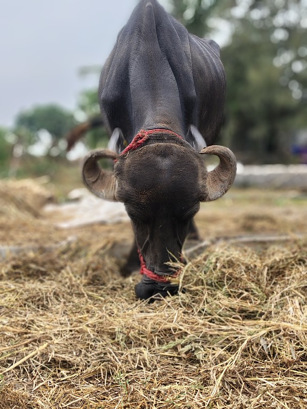 ગવેચવાની છે