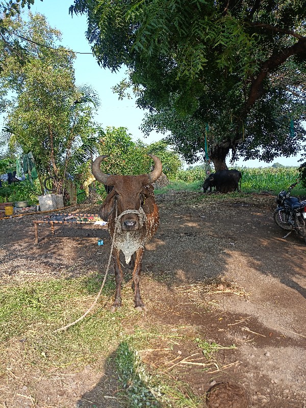 દેશી ગાય