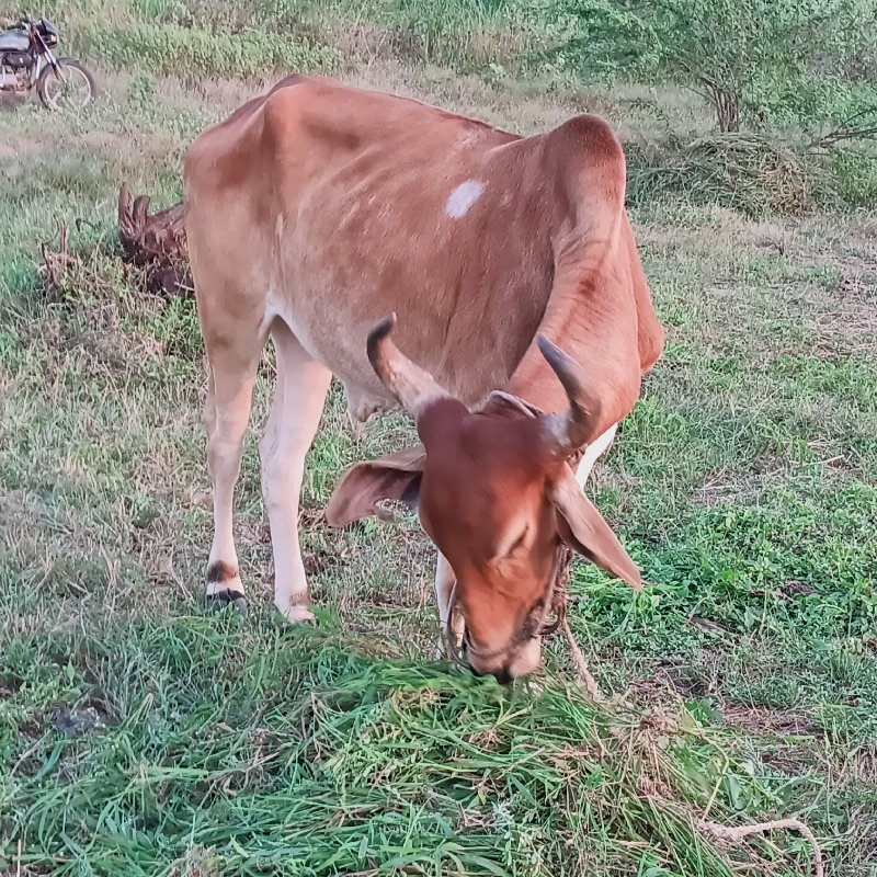 ગોધલા વેચવાના છ...