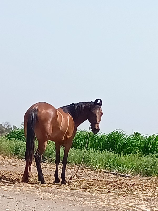 ઘોડી વેચવા ની છ...