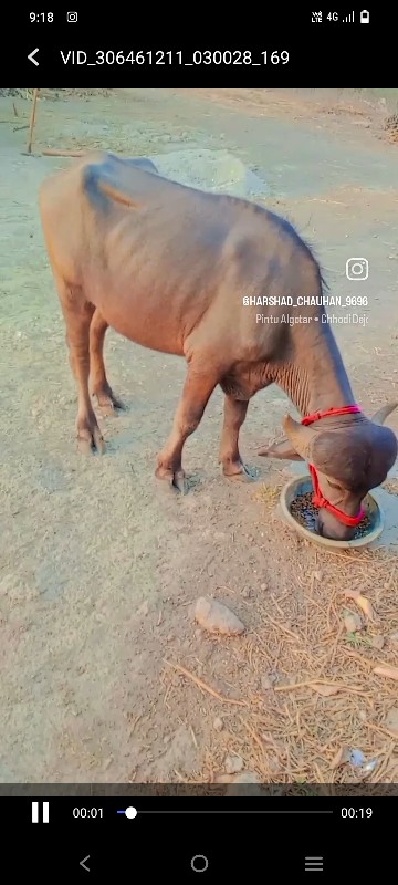 ભેંશ.અને.ખડાય.વ...