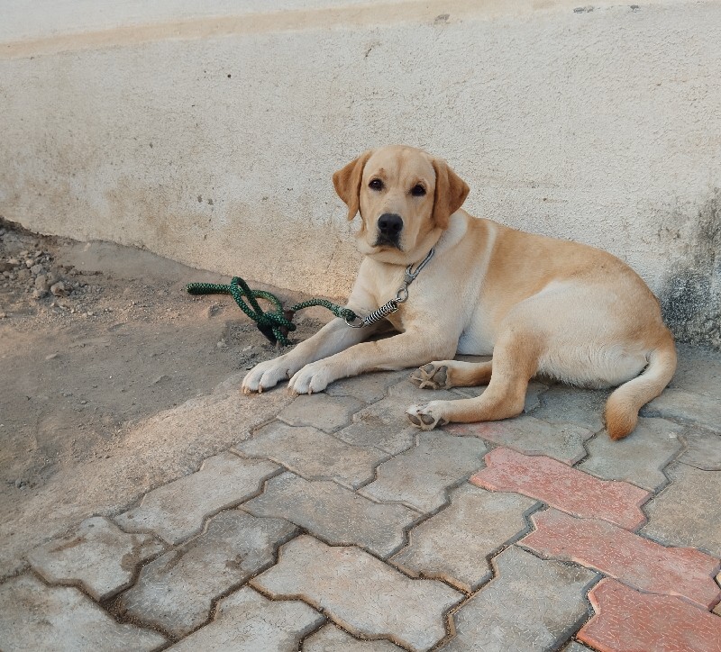 લેબ મેલ વેસવા ન...