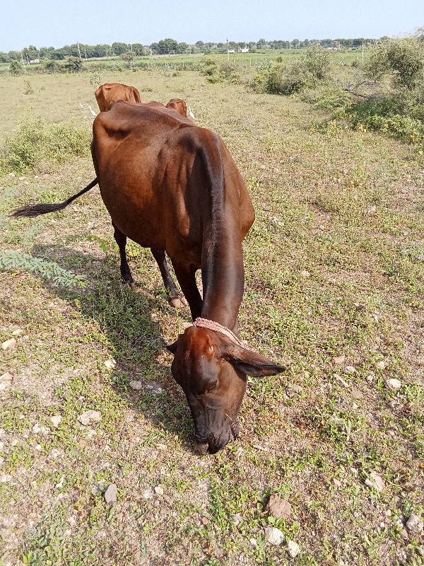 બોડી જરસી