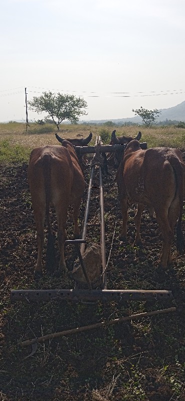 ગોરીયા ગોઢલા 1વ...