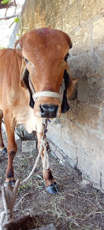 હોડકી વેચવાની છ...