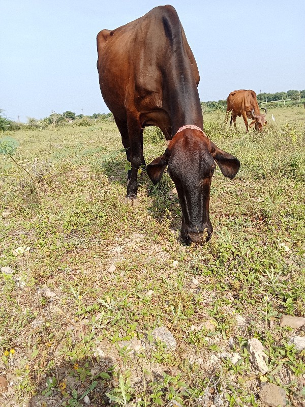 બોડી જરસી