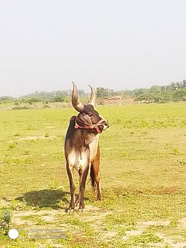 ગોઢલો વેચવાનો છ...