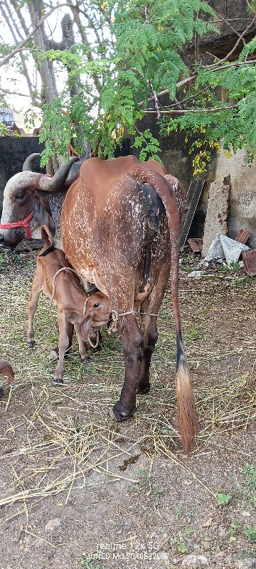 ગીર ક્રોસ ગાય વ...