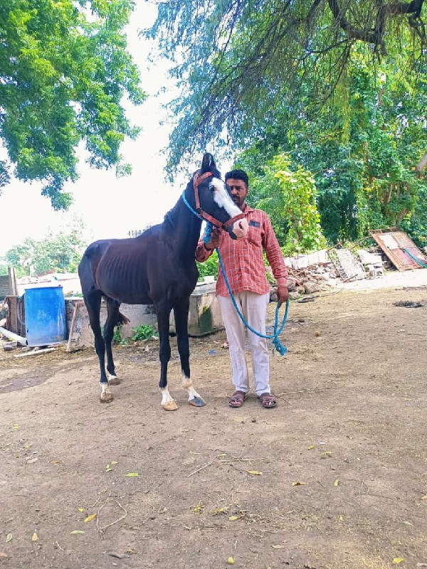 કાળો પંચકલાળણ વ...