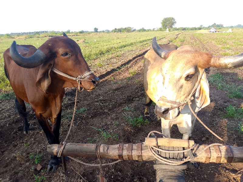 બળદ