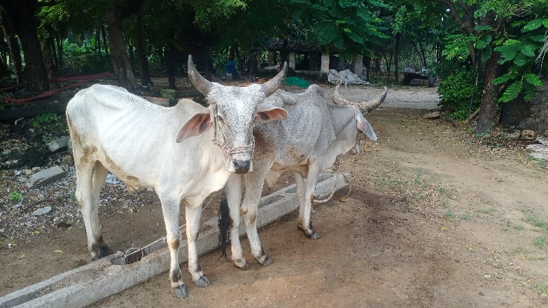 ગોઢલા