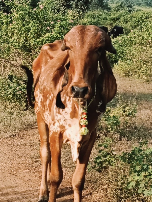 હોડકી વેસવાની છ...