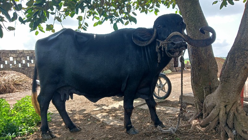 ભેંસ વેચવાની છે...