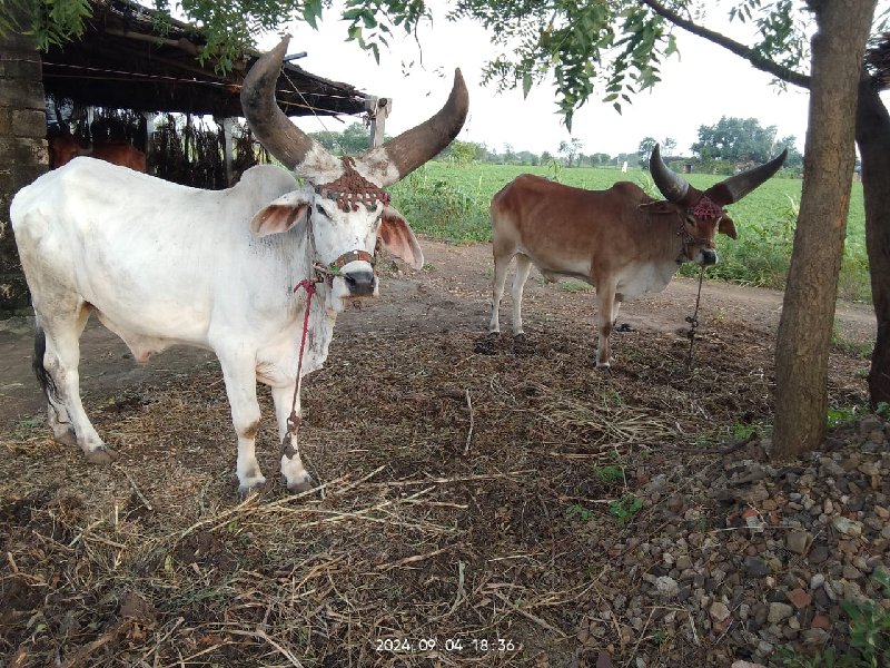 વેશવાના છે