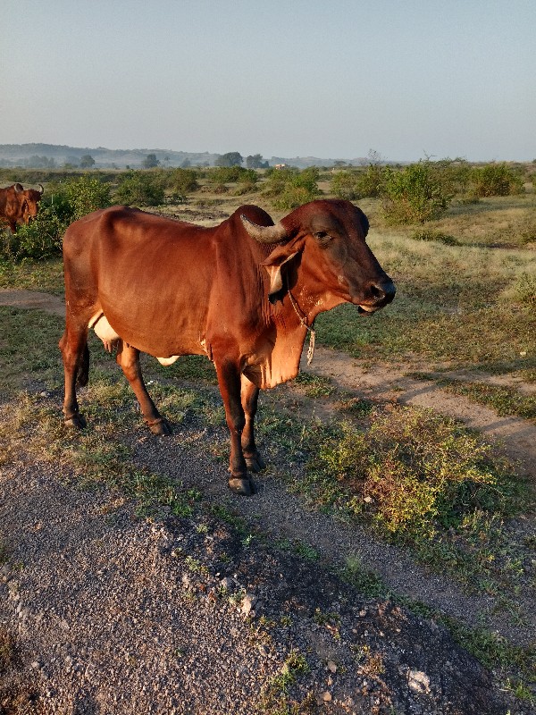 ગાય વેચવાની છે...