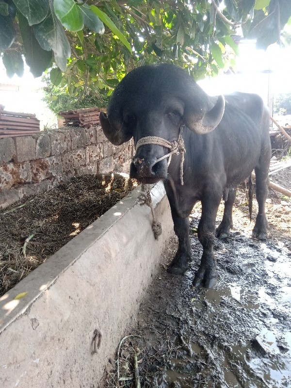 પાડો વેચવાનો છે