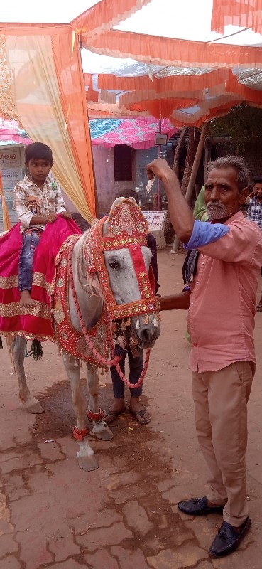 રોજી ઘોડી વેચવા...