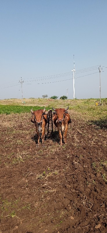 ગોરીયા ગોઢલા 1વ...