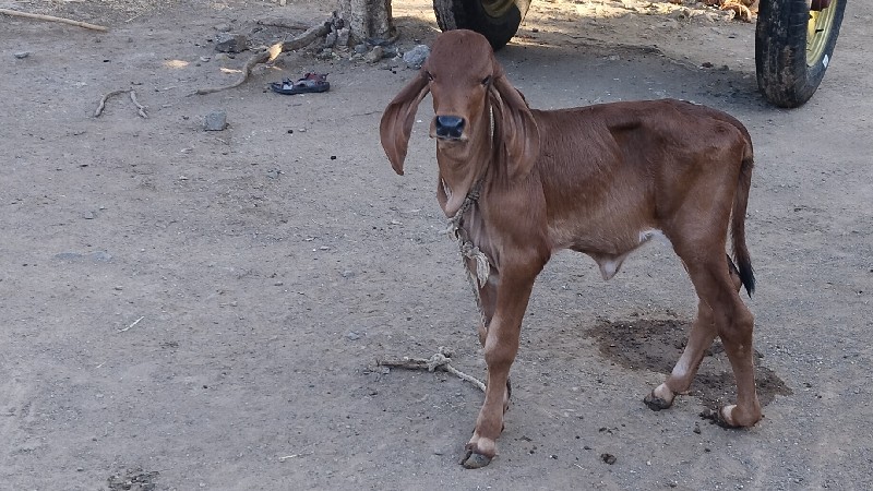 બળદ વેચવા ના છે