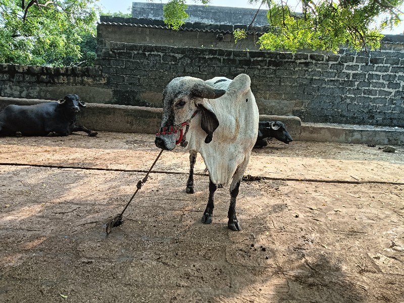 આ ગાય વેચવાની છ...