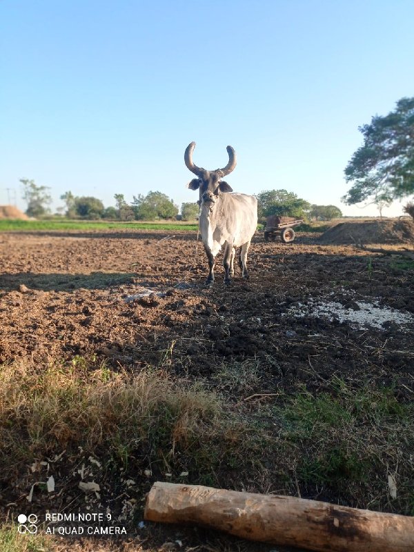 આવો બળદ લેવાનો...