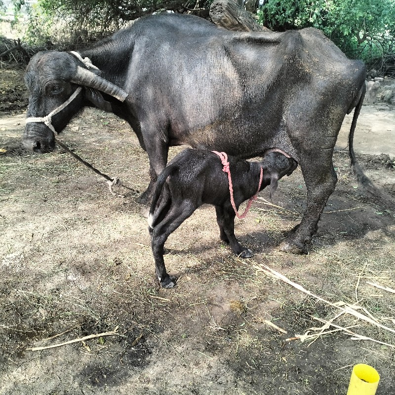 ભેંસ વેચવાની છે