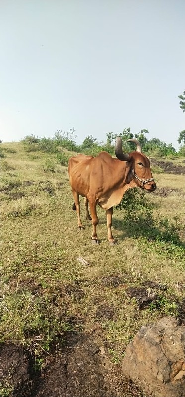 બળદ