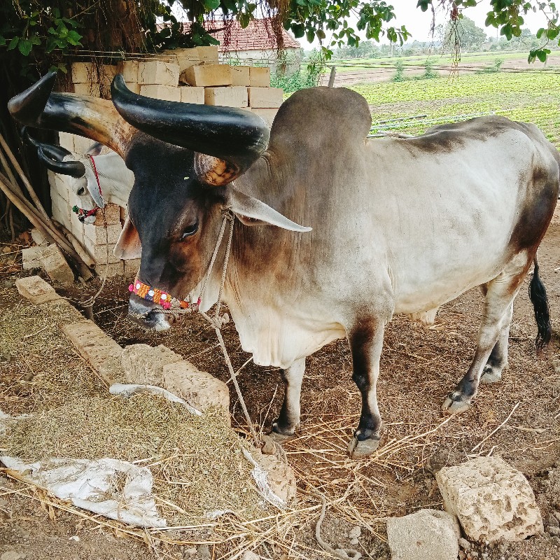 બળદ વેચવાનો છે