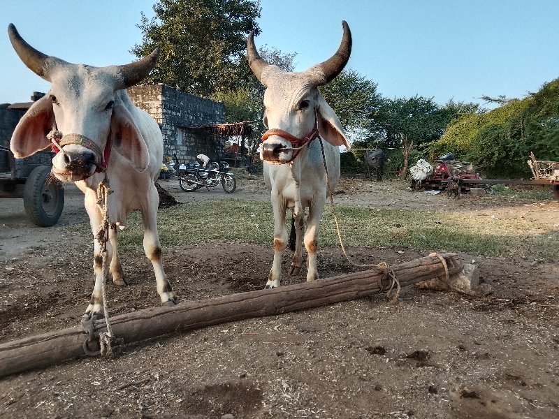 ગોઢલા વેશવાના શ...