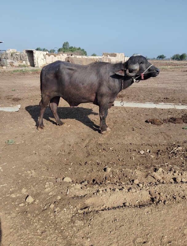 ફોટા માં છે એવો...