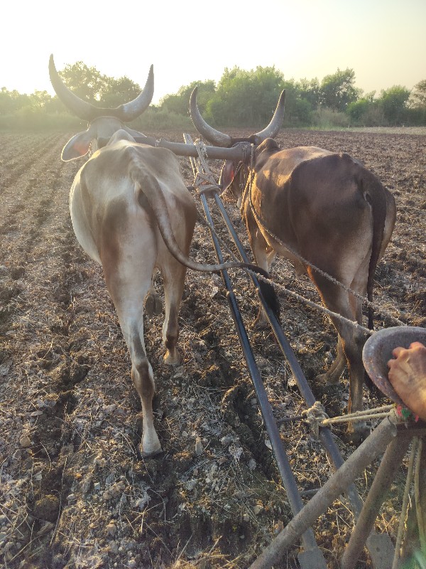 બળદ વેચવાના છે