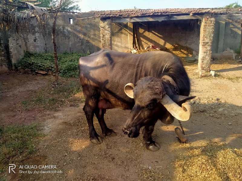 ભેંસ વેચવાની છે