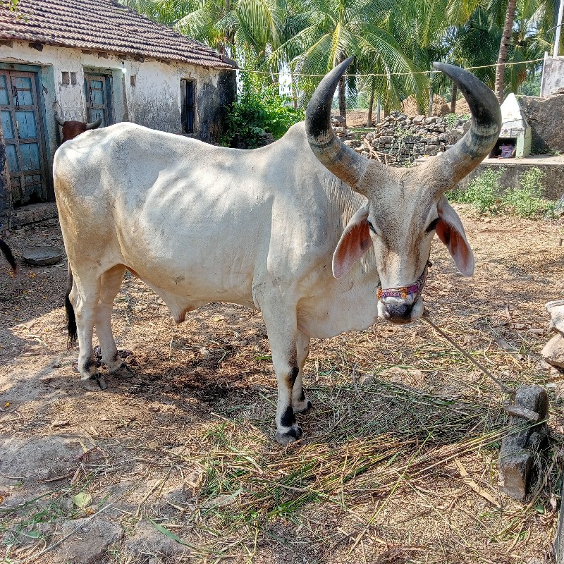 બળદ વેચવાના છે