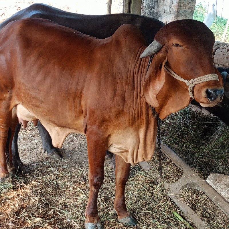 ગાય વેશવા ની છે