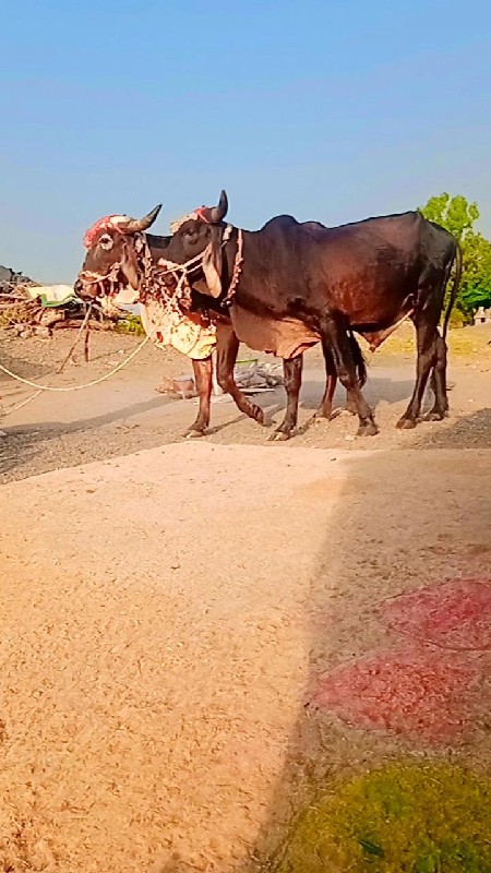 અરવિંદ દેવીપુજક