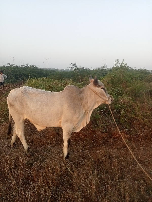 ગોધલા ના સાટા ક...