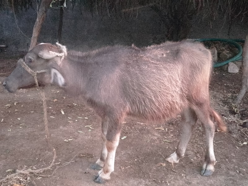 ભુરી ‌તનવરશનિ....