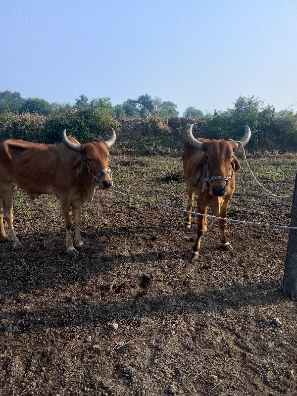 બળદ વેચવાના છે