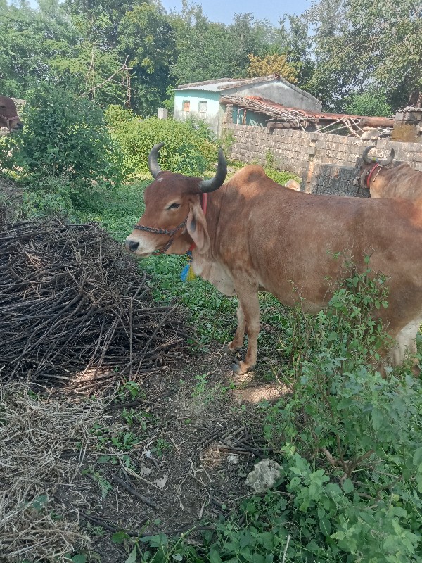 ગાય વેસવા ની સે