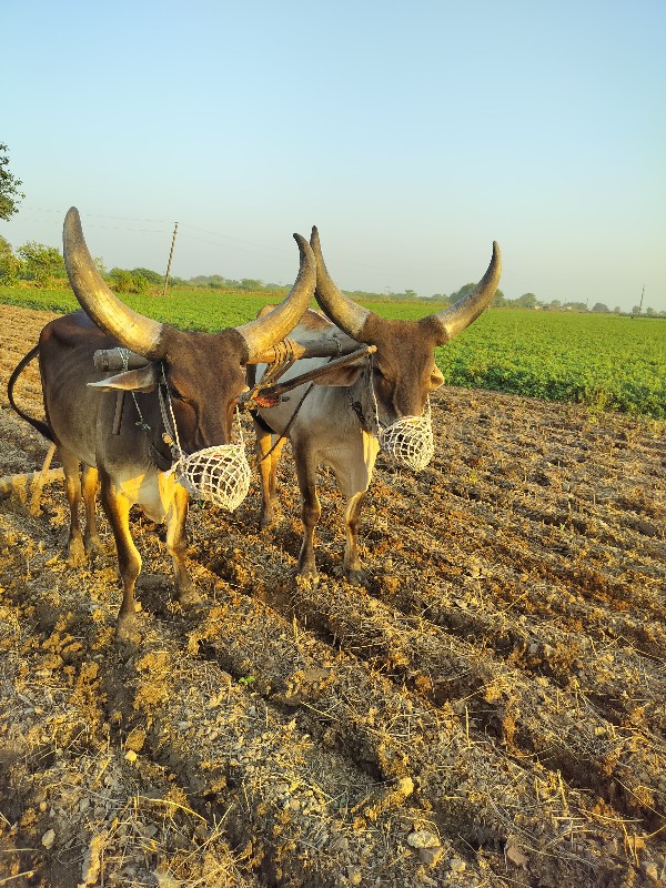 બળદ વેચવા ના છે