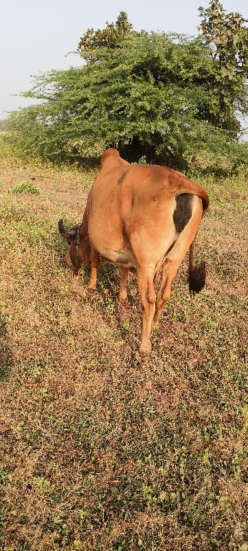 ગાય