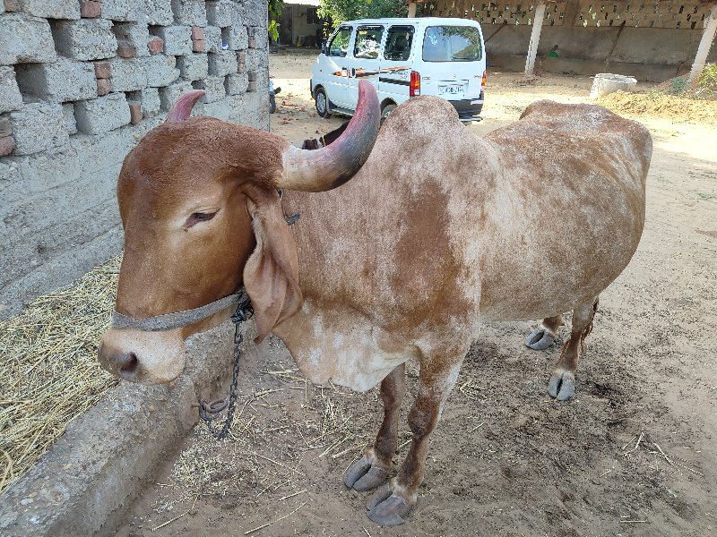 સુવર્ણ કપિલા ગી...