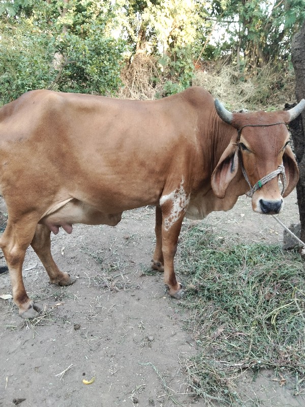 ગાય વેચવાની છે