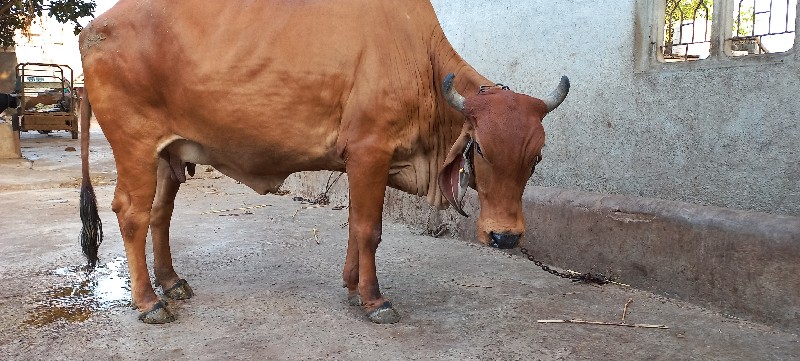 ગાય વેચવાની છે